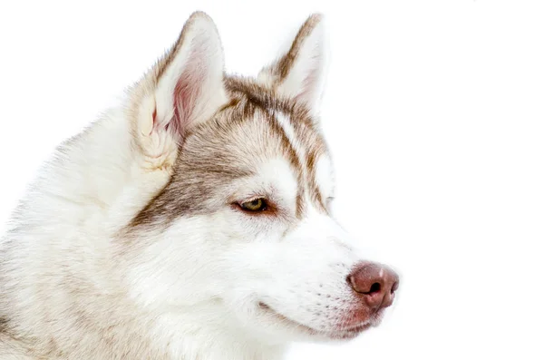 Un perro Husky siberiano con ojos marrones mira a su alrededor. Cierra Hu. — Foto de Stock