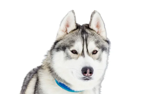 Ένας Σιβηρικός σκύλος. Κλείστε το πορτρέτο της φυλής Χάσκι. Ο σκύλος Χάσκι έχει μαύρο και άσπρο τρίχωμα. Απομονωμένο λευκό φόντο. Αντιγραφή χώρου. — Φωτογραφία Αρχείου