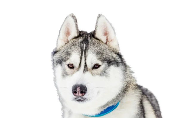 Um cão Husky siberiano. Feche o retrato da raça Husky. Husky cão tem cor de pele preta e branca. Fundo branco isolado. Espaço de cópia . — Fotografia de Stock