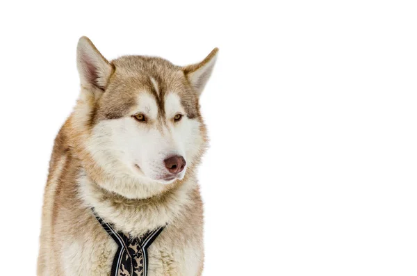 One Siberian Husky dog with brown eyes looks around. Close up Hu — Stock Photo, Image