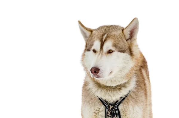 Un cane siberiano con gli occhi marroni si guarda intorno. Chiudi Hu — Foto Stock