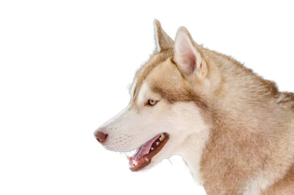 Σκυλί έλκηθρο Σιβηρία Χάσκι φυλή φαίνεται να φύγει. Ο σκύλος Χάσκι έχει μπεζ και λευκή γούνα. Απομονωμένο λευκό φόντο — Φωτογραφία Αρχείου