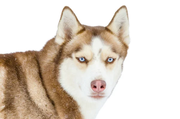 Mavi gözlü bir Sibirya Husky köpeği etrafa bakıyor. Yakın Çekim Hus — Stok fotoğraf