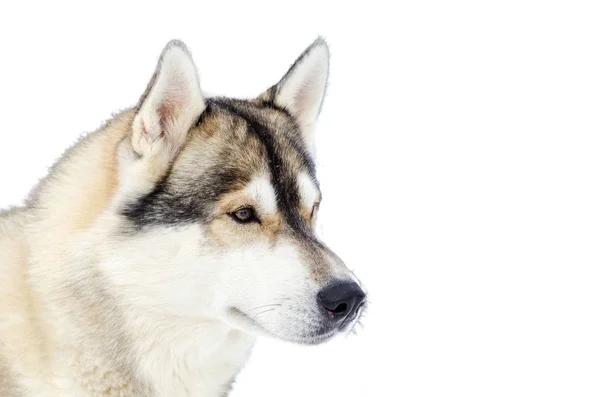 Slee hond Siberische Husky RAS kijkt naar rechts. Husky hond heeft beige, zwart en wit bont kleur. Geïsoleerde witte achtergrond. Close-up — Stockfoto