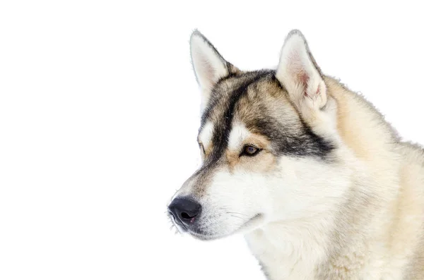 Slee hond Siberische Husky RAS kijkt naar links. Husky hond heeft beige, zwart en wit bont kleur. Geïsoleerde witte achtergrond. Close-up — Stockfoto
