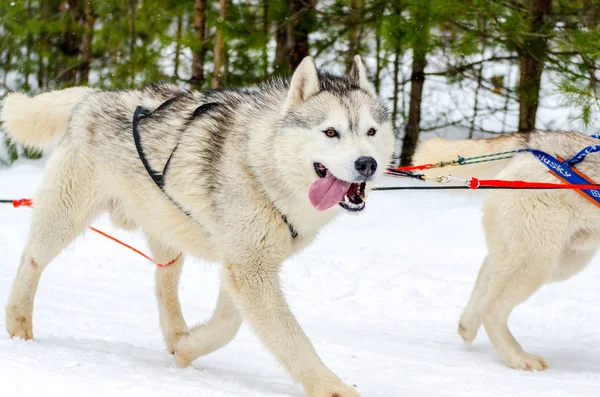 そり犬シベリアハスキーはハーネスで繁殖。ハスキー犬は黒と白の毛皮の色を持っています。フォレストの背景 — ストック写真