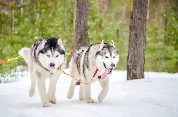 そり犬シベリアハスキーはハーネスで繁殖。ハスキー犬は黒を持っています — ストック写真