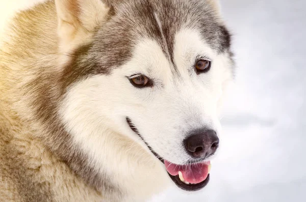 El perro de trineo de raza Husky siberiana mira a su alrededor. Husky perro tiene color de piel blanco y negro. Fondo blanco nevado Primer plano . — Foto de Stock