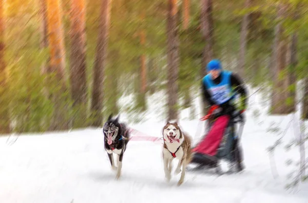 Sled dog racing. Team consists of man musher and two Siberian Husky breed dogs. Pine forest background. Motion blur effect. — Stock Photo, Image