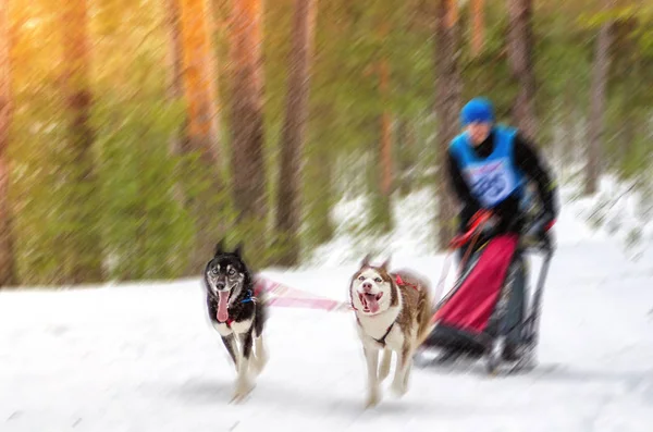Kızak köpek yarışı. Takım adam musher ve iki Sibirya Husky cins köpek oluşur. Çam ormanı arka planı. Hareket bulanıklığı efekti. — Stok fotoğraf