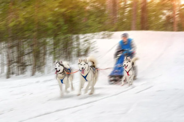 Sled dog racing. Team consists of man musher and four Siberian Husky breed dogs. Pine forest background. Motion blur effect.
