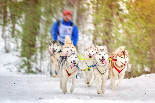 Course de chiens de traîneau. L'équipe se compose d'homme musher et sept chiens de race Husky de Sibérie. Fond de forêt de pins. Effet flou de mouvement . — Photo