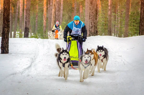 Urban-type settlement Reshetiha, Nizhny Novgorod Oblast / Russia - 02.27.2016: Sled dog racing. Team consists of man musher and five Siberian Husky breed dogs. Pine forest background. — Stock Photo, Image