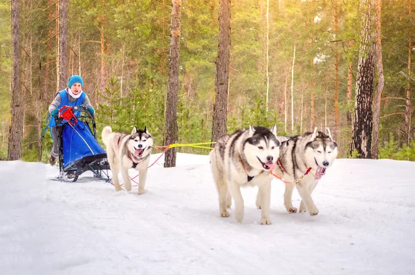 Asentamiento urbano Reshetiha, Óblast de Nizhny Novgorod / Rusia - 02.27.2016: Carrera de perros de trineo. El equipo está formado por una mujer musher y tres perros de raza Husky siberianos. Fondo del bosque de pinos . —  Fotos de Stock