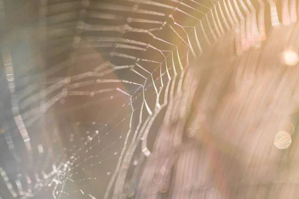 Prachtige spinnenweb in de zon. Macro foto. Close-up — Stockfoto