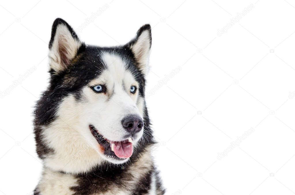 Sled dog Siberian Husky breed with blue eyes. Husky dog has black and white fur color. Isolated white background. Close up