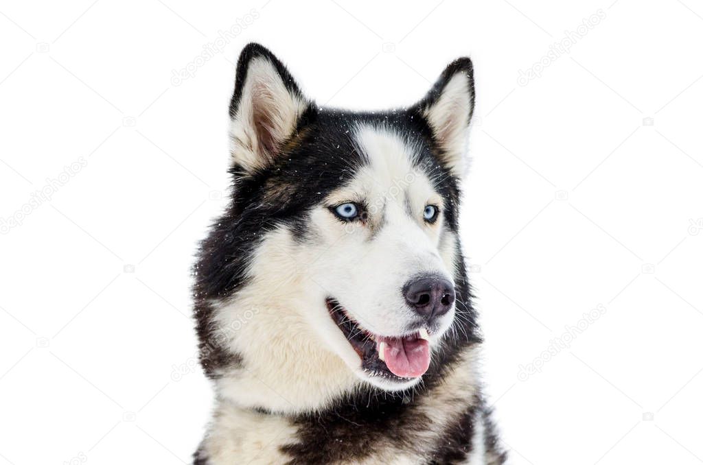 One Siberian Husky dog. Close up portrait of Husky breed. Husky dog has black and white fur color. Isolated white background. Copy space.
