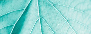 Üzüm yaprağı, turkuaz tonlu, makro. Kopya ile dokuyu kapatın