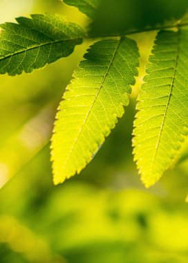 Yeşil yaprakları ve kopya alanı ile Rowan dalı. Sorbus aucuparia 