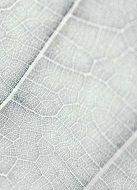 Üzüm yaprağı, gri tonda, makro. Kopyalama alanıyla dokuyu kapatma 