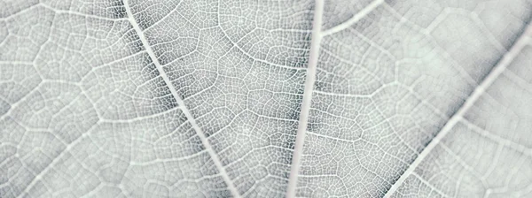 Traubenblatt, grau getönt, Makro. Nahaufnahme der Textur mit Kopierraum — Stockfoto