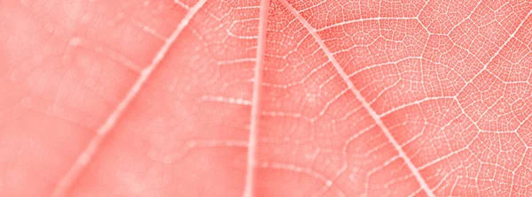 Druif blad, roze kleur afgezwakt, macro. Textuur close-up met kopie — Stockfoto