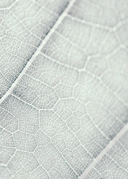 Grape Leaf, grå tonas, makro. Närbild textur med kopierings utrymme — Stockfoto