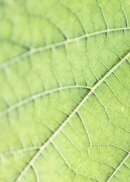 Grape leaf, green toned, macro. Close up texture with copy space