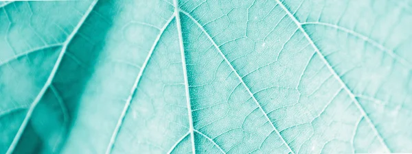 Grape leaf, turquoise toned, macro. Close up texture with copy s — Stock Photo, Image