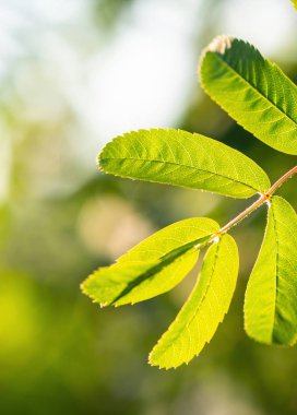 Yeşil yaprakları ve kopya alanı ile Rowan dalı. Sorbus aucuparia 