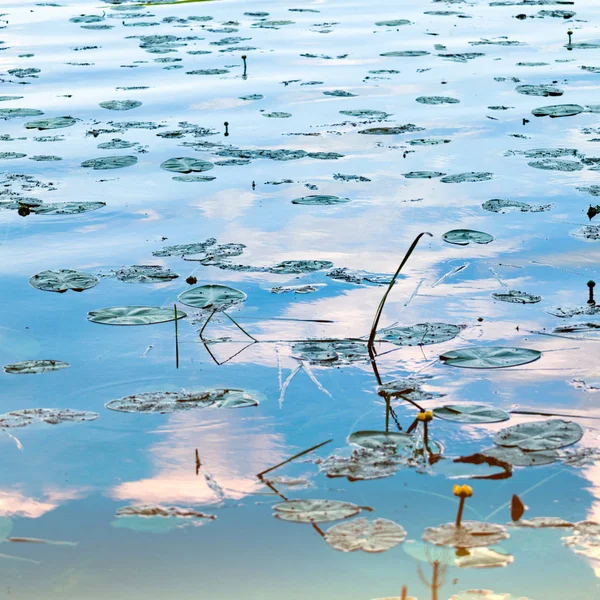 Beautiful swamp with yellow water lily leaves on bog surface. — Stock Photo, Image