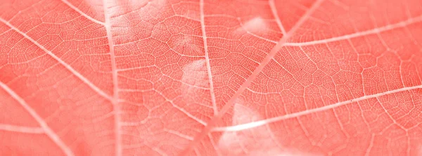 Виноградный лист, живой коралловый тонизированный, макро. Закрыть текстуру с копом — стоковое фото