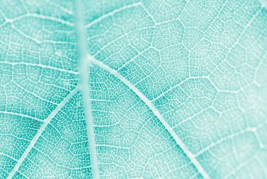 Üzüm yaprağı, turkuaz tonlu, makro. Kopya ile dokuyu kapatın