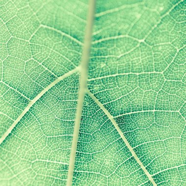 Üzüm yaprağı, yeşil tonda, makro. Kopyalama alanıyla dokuyu kapatma