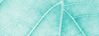 Üzüm yaprağı, turkuaz tonlu, makro. Kopya ile dokuyu kapatın