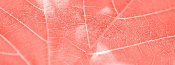 Vinný lístek, živá korálová tonoucí, makro. Uzavřít texturu s poldou — Stock fotografie