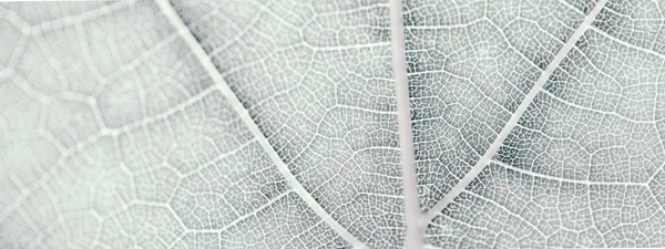Traubenblatt, grau getönt, Makro. Nahaufnahme der Textur mit Kopierraum — Stockfoto
