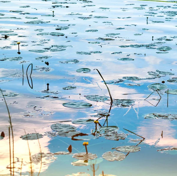 Beautiful swamp with yellow water lily leaves on bog surface. — Stock Photo, Image