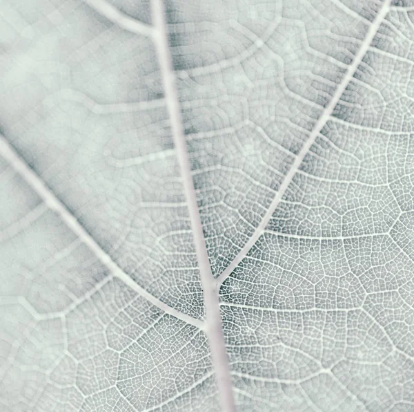 Druif blad, grijs gestemde, macro. Textuur close-up met Kopieer ruimte — Stockfoto