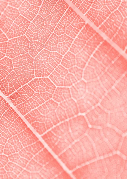 Виноградный лист, живой коралловый тонизированный, макро. Закрыть текстуру с копом — стоковое фото