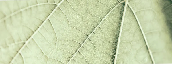 Grape Leaf, grön tonas, makro. Närbild textur med kopierings utrymme — Stockfoto