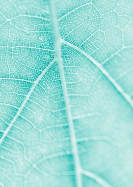 Üzüm yaprağı, turkuaz tonlu, makro. Kopya ile dokuyu kapatın