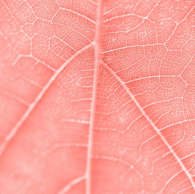Üzüm yaprağı, yaşayan mercan tonlu, makro. Polisle dokuyu kapatın