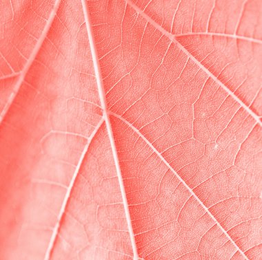 Üzüm yaprağı, pembe renk tonda, makro. Kopyayla dokuyu kapatın 