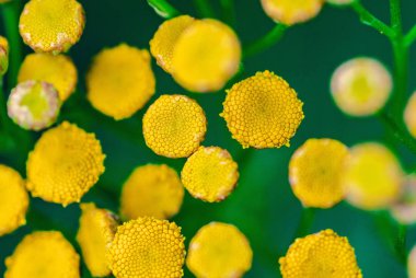 Tansy çiçekleri yakın. Tanacetum vulgare çiçeği bitkisi. Sarı 