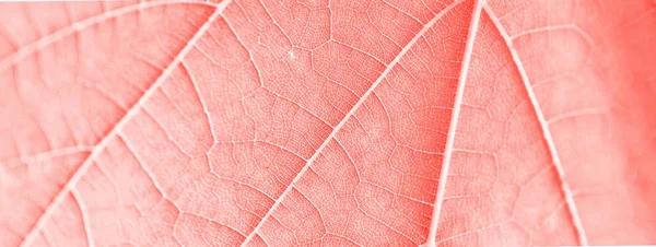 Druif blad, roze kleur afgezwakt, macro. Textuur close-up met kopie — Stockfoto