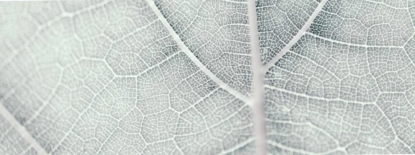 Grape Leaf, grå tonas, makro. Närbild textur med kopierings utrymme — Stockfoto