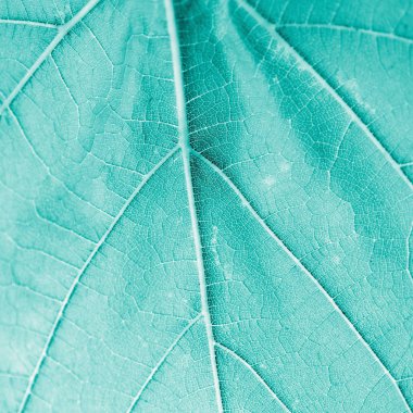 Üzüm yaprağı, turkuaz tonlu, makro. Kopya ile dokuyu kapatın