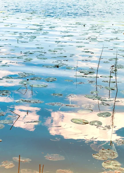 Beautiful swamp with yellow water lily leaves on bog surface. — Stock Photo, Image