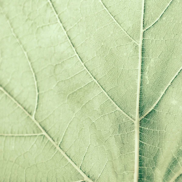포도 잎, 녹색 톤, 매크로. 복사 공간으로 텍스처 닫기 — 스톡 사진